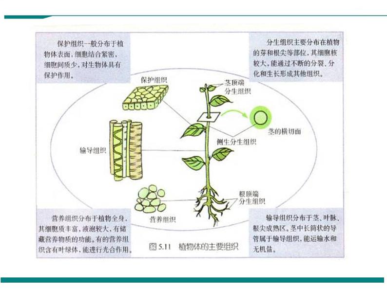 2.2.3 植物体的结构层次 PPT教学课件第8页