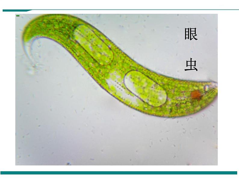 2.2.4 单细胞生物 PPT教学课件02