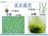 3.1.1 藻类、苔藓和蕨类植物 PPT教学课件