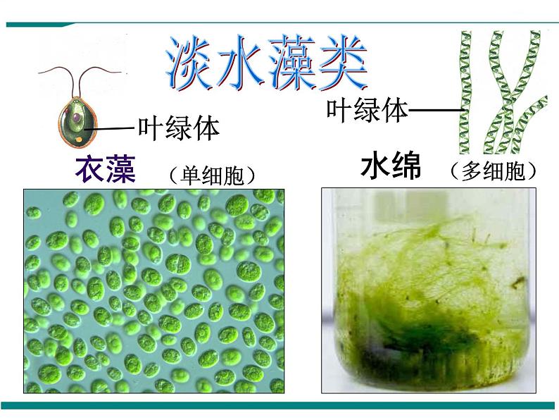 3.1.1 藻类、苔藓和蕨类植物 PPT教学课件03