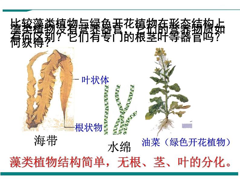 3.1.1 藻类、苔藓和蕨类植物 PPT教学课件06