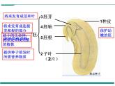 3.1.2 种子植物  第1课时 PPT教学课件