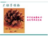 3.1.2 種子植物  第2課時(shí) PPT教學(xué)課件