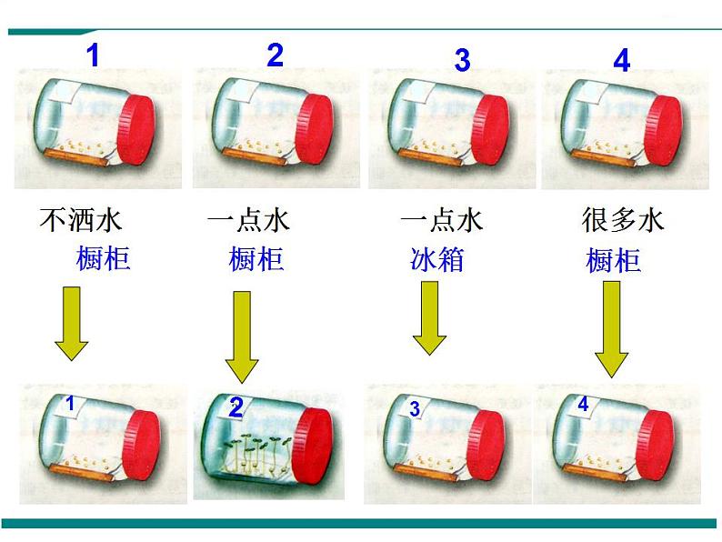 3.2.1 种子的萌发 PPT教学课件07