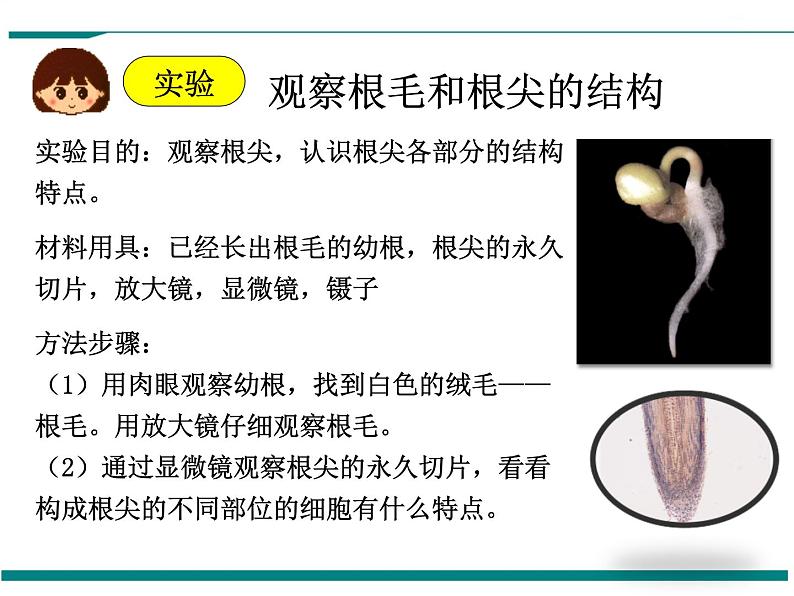 3.2.2 植株的生长 PPT教学课件第3页