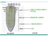 3.2.2 植株的生长 PPT教学课件