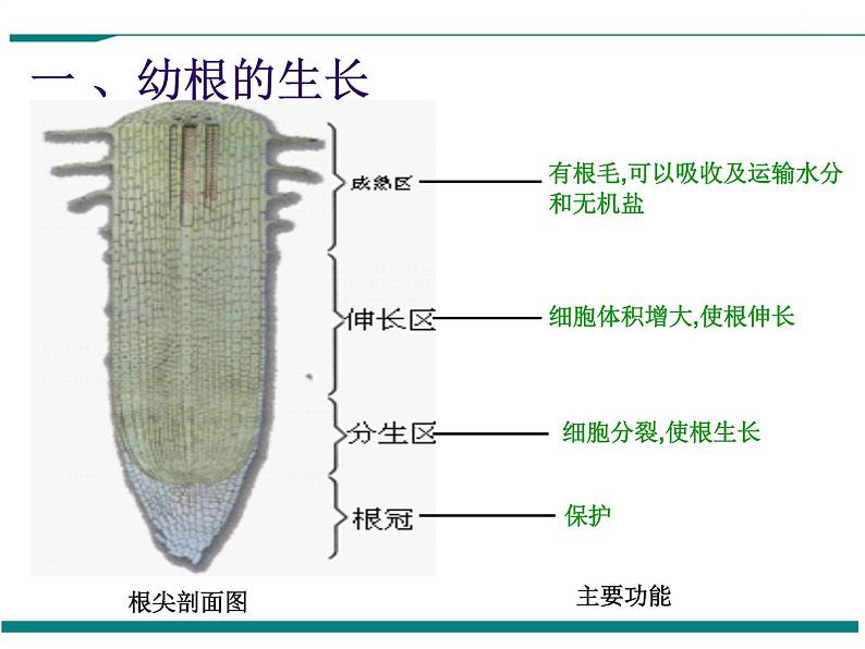 3.2.2 植株的生长 PPT教学课件第4页