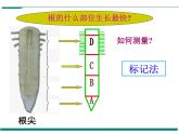 3.2.2 植株的生长 PPT教学课件