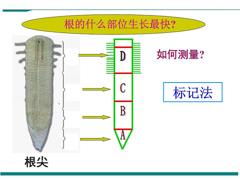 3.2.2 植株的生长 PPT教学课件第5页