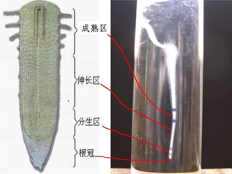 3.2.2 植株的生长 PPT教学课件第6页