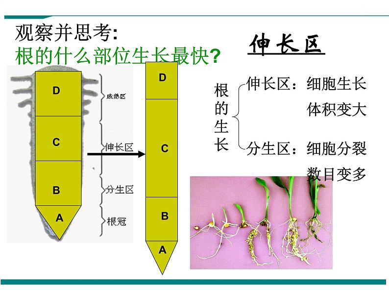 3.2.2 植株的生长 PPT教学课件第7页