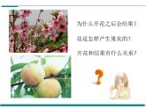 3.2.3 开花和结果 PPT教学课件