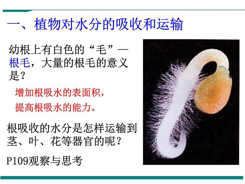 3.3 绿色植物与生物圈的水循环 PPT教学课件04