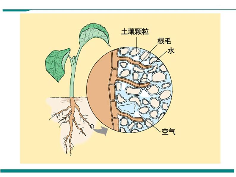 3.3 绿色植物与生物圈的水循环 PPT教学课件05