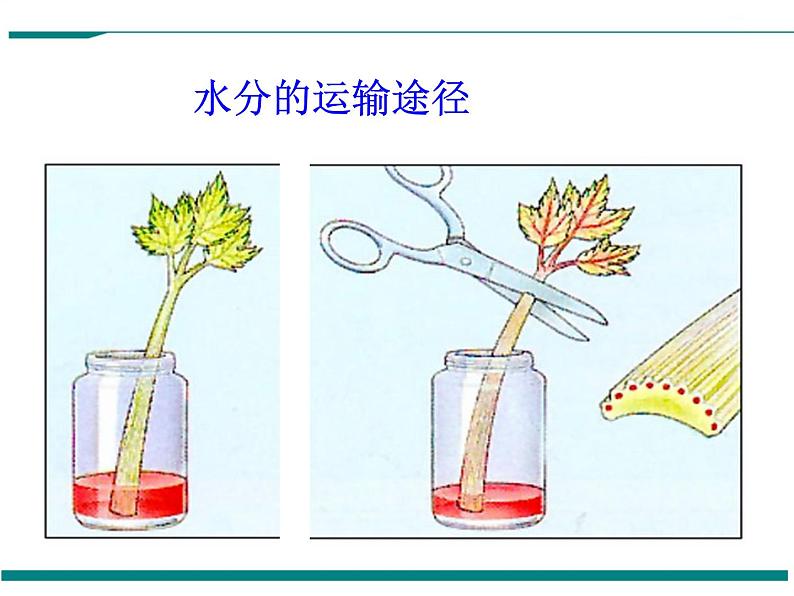 3.3 绿色植物与生物圈的水循环 PPT教学课件06