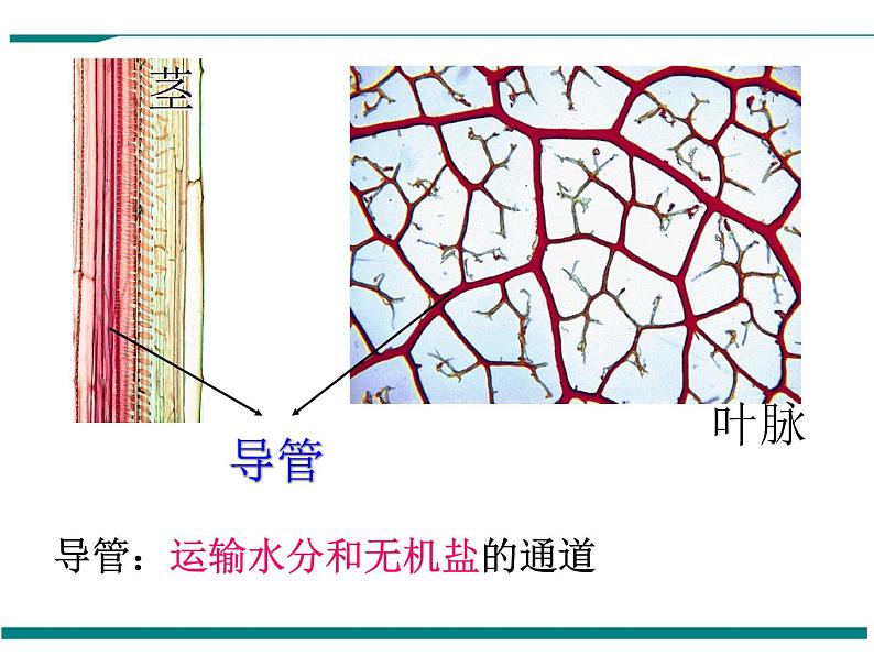 3.3 绿色植物与生物圈的水循环 PPT教学课件07