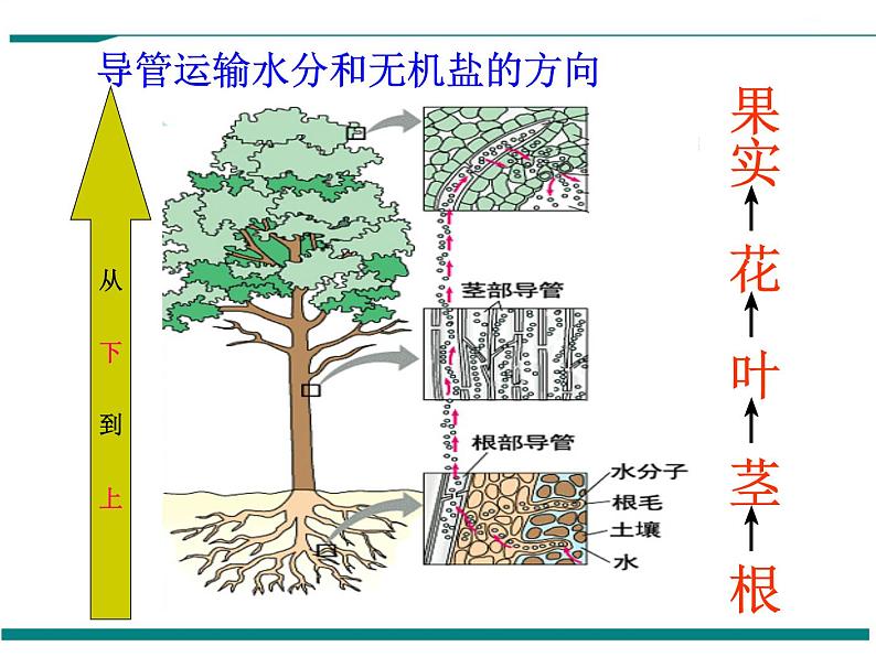 3.3 绿色植物与生物圈的水循环 PPT教学课件08