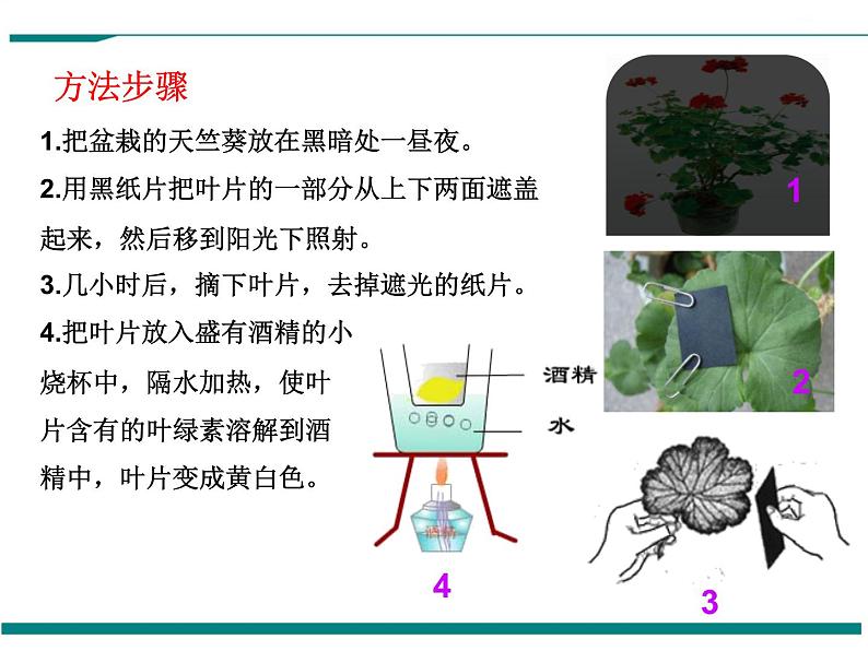 3.4 绿色植物是生物圈中有机物的制造者 PPT教学课件05