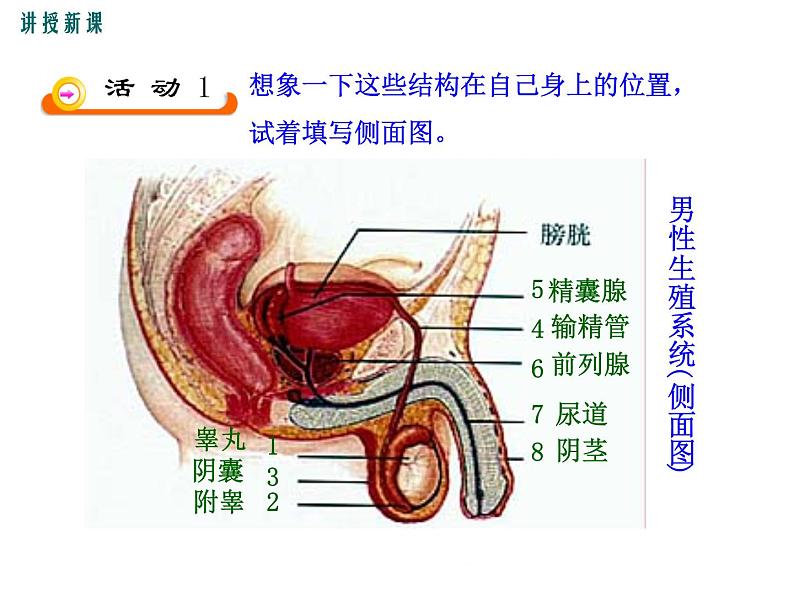 19.1.1  新生命的孕育和诞生+课件第6页