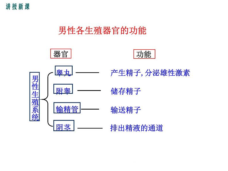 19.1.1  新生命的孕育和诞生+课件第7页