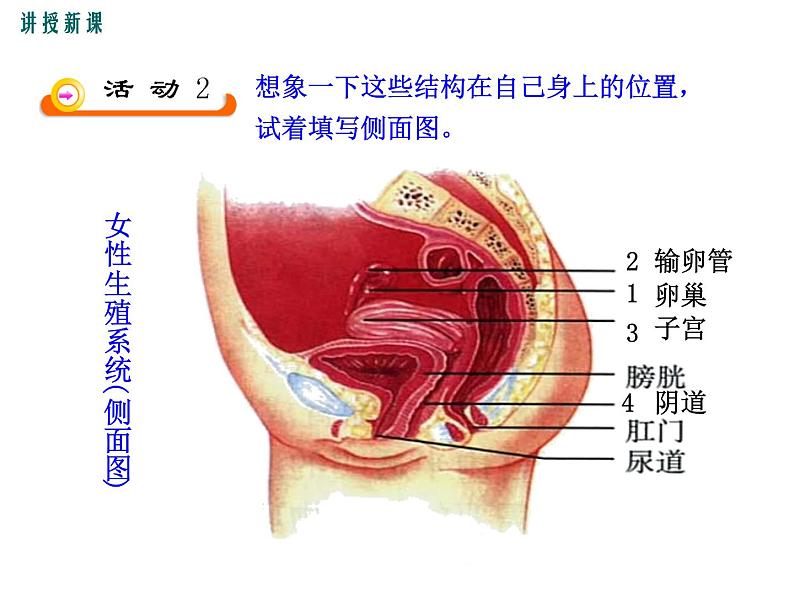 19.1.1  新生命的孕育和诞生+课件第8页