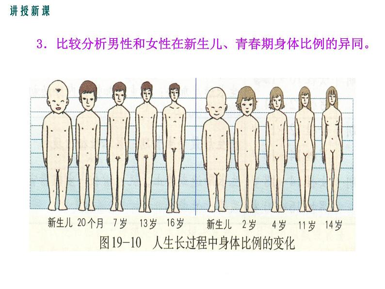 19.1.2  人的发育+课件07