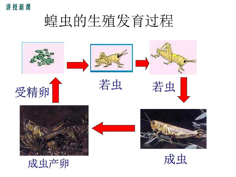 19.2.1  昆虫、两栖类动物的生殖和发育+课件05