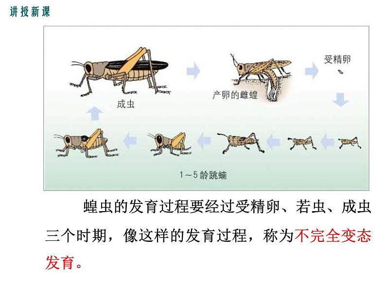 19.2.1  昆虫、两栖类动物的生殖和发育+课件06