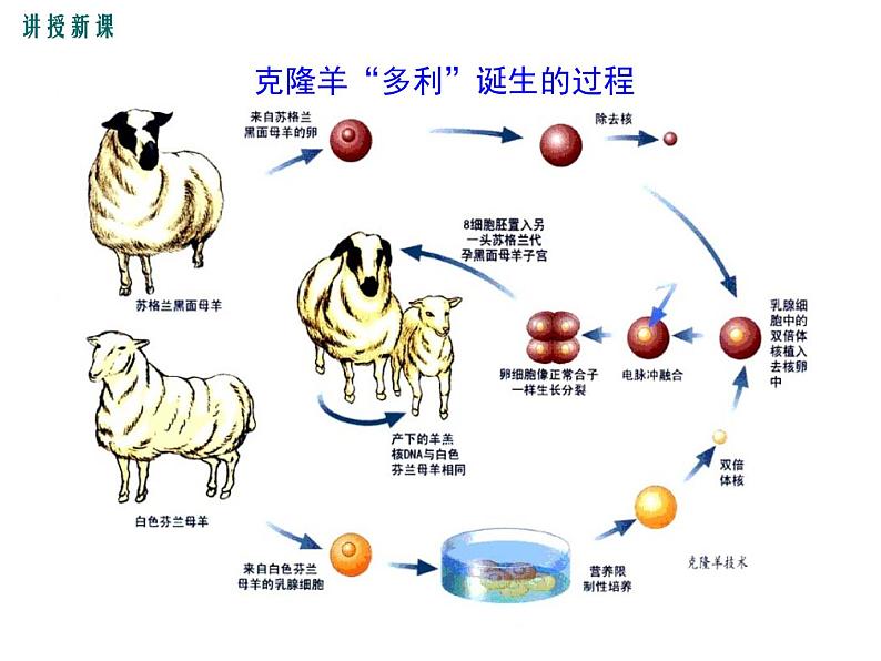 20.2 性状遗传的物质基础+课件04