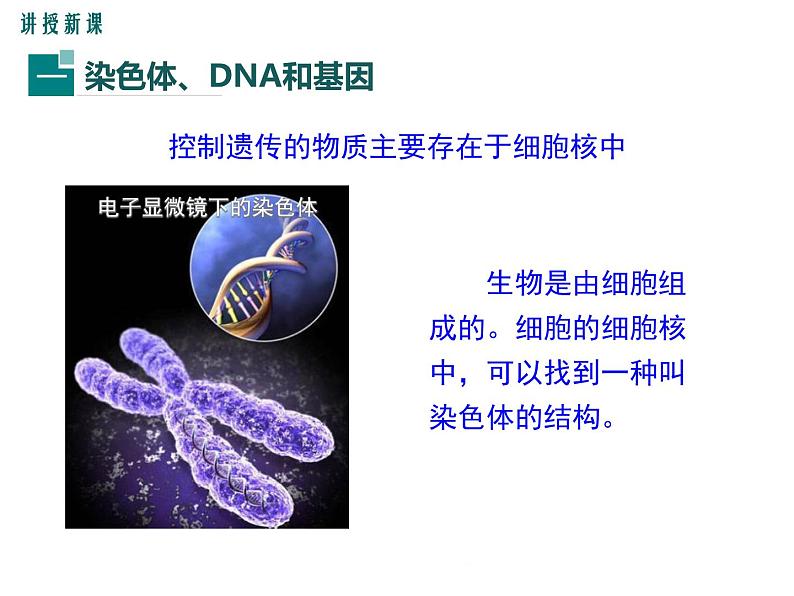 20.2 性状遗传的物质基础+课件05