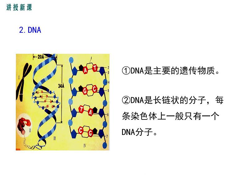 20.2 性状遗传的物质基础+课件07
