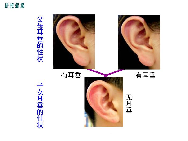 20.3 性状遗传有一定的规律性+课件07