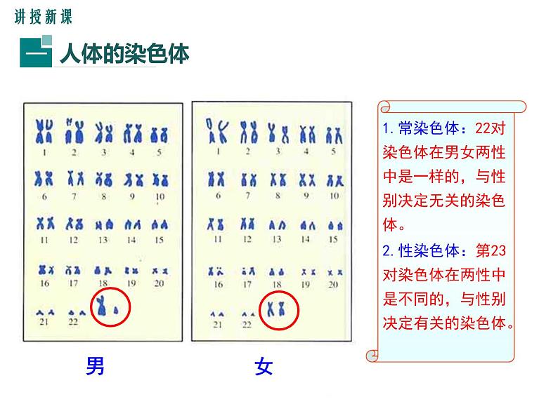 20.4 性别和性别决定+课件04