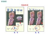 20.4 性别和性别决定+课件