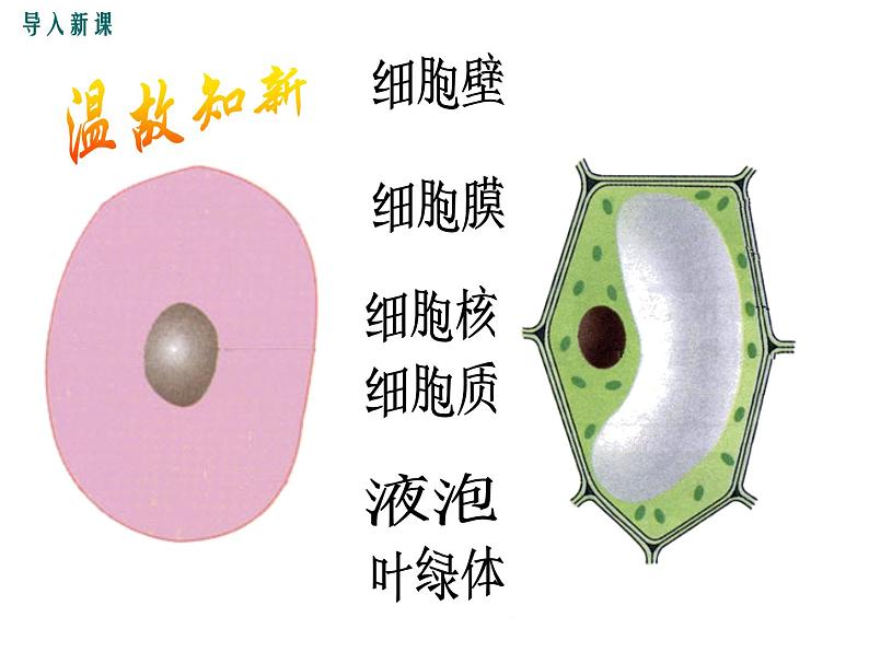 2.3.2  细胞是生命活动的单位 +课件02