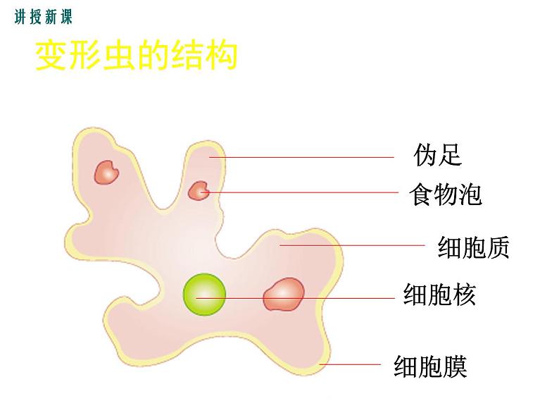 2.3.2  细胞是生命活动的单位 +课件05