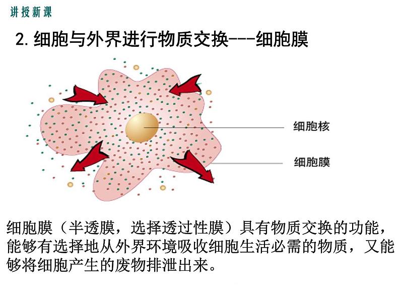 2.3.2  细胞是生命活动的单位 +课件08