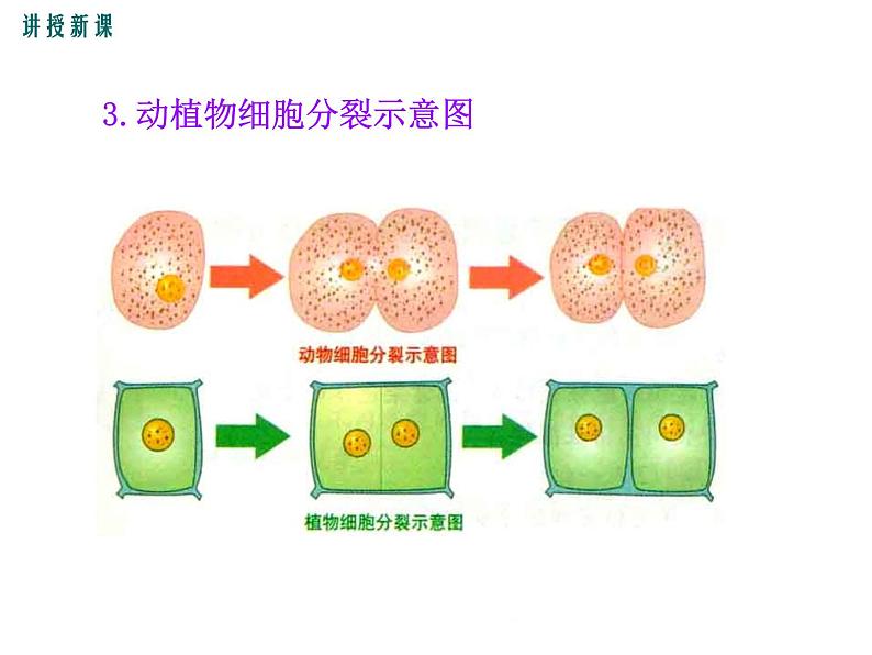 2.3.3  细胞通过分裂而增殖+课件07