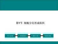 北师大版七年级上册第二单元  生物体的结构第4章  生物体的结构层次第1节 细胞分化形成组织背景图ppt课件