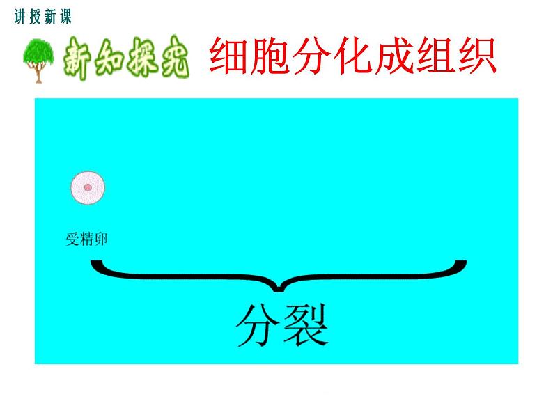 2.4.1  细胞分化形成组织+课件03