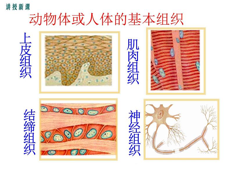 2.4.1  细胞分化形成组织+课件06