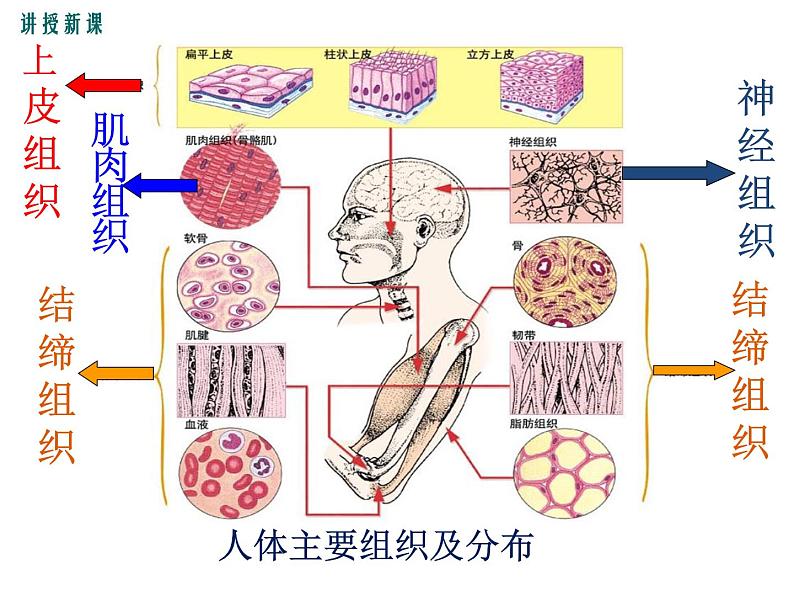 2.4.1  细胞分化形成组织+课件07