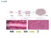 2.4.2  生物体的器官、系统+课件