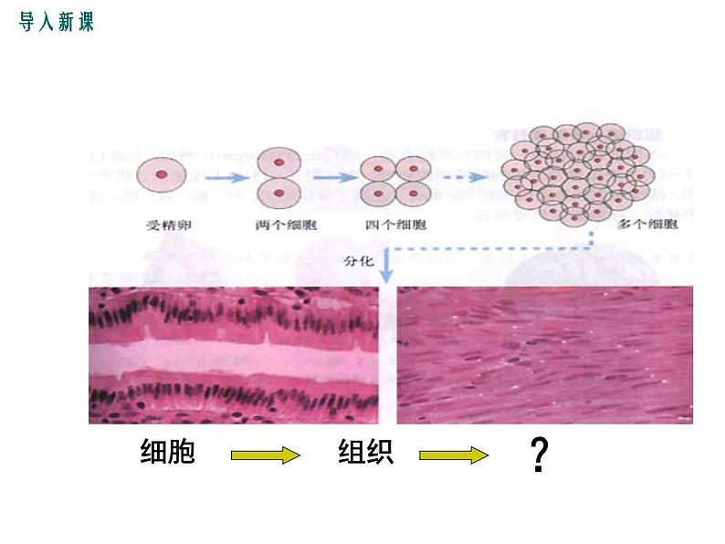 2.4.2  生物体的器官、系统+课件02