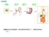 2.4.2  生物体的器官、系统+课件