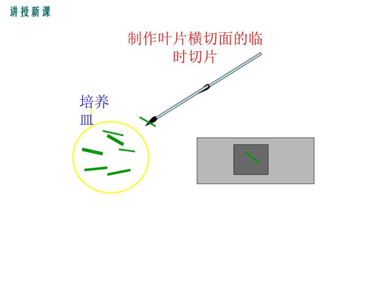 3.5.1.2  光合作用的原理和应用+课件05