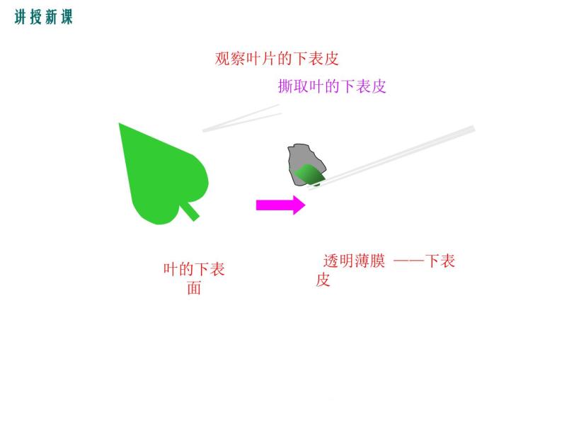 3.5.1.2  光合作用的原理和应用+课件08