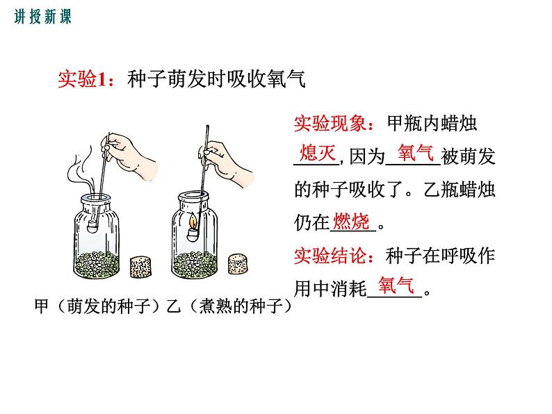 3.5.2  呼吸作用+课件05