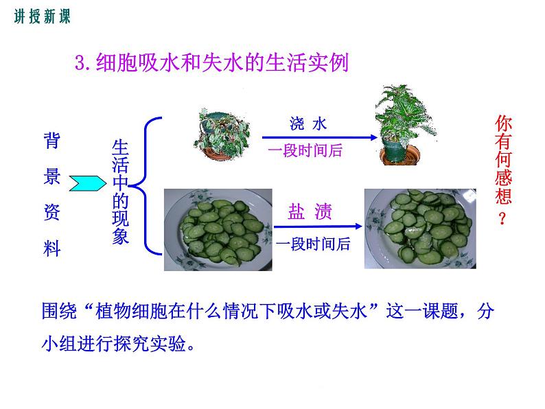 3.5.3  吸收作用 +课件06