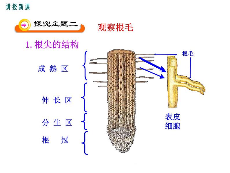 3.5.3  吸收作用 +课件07